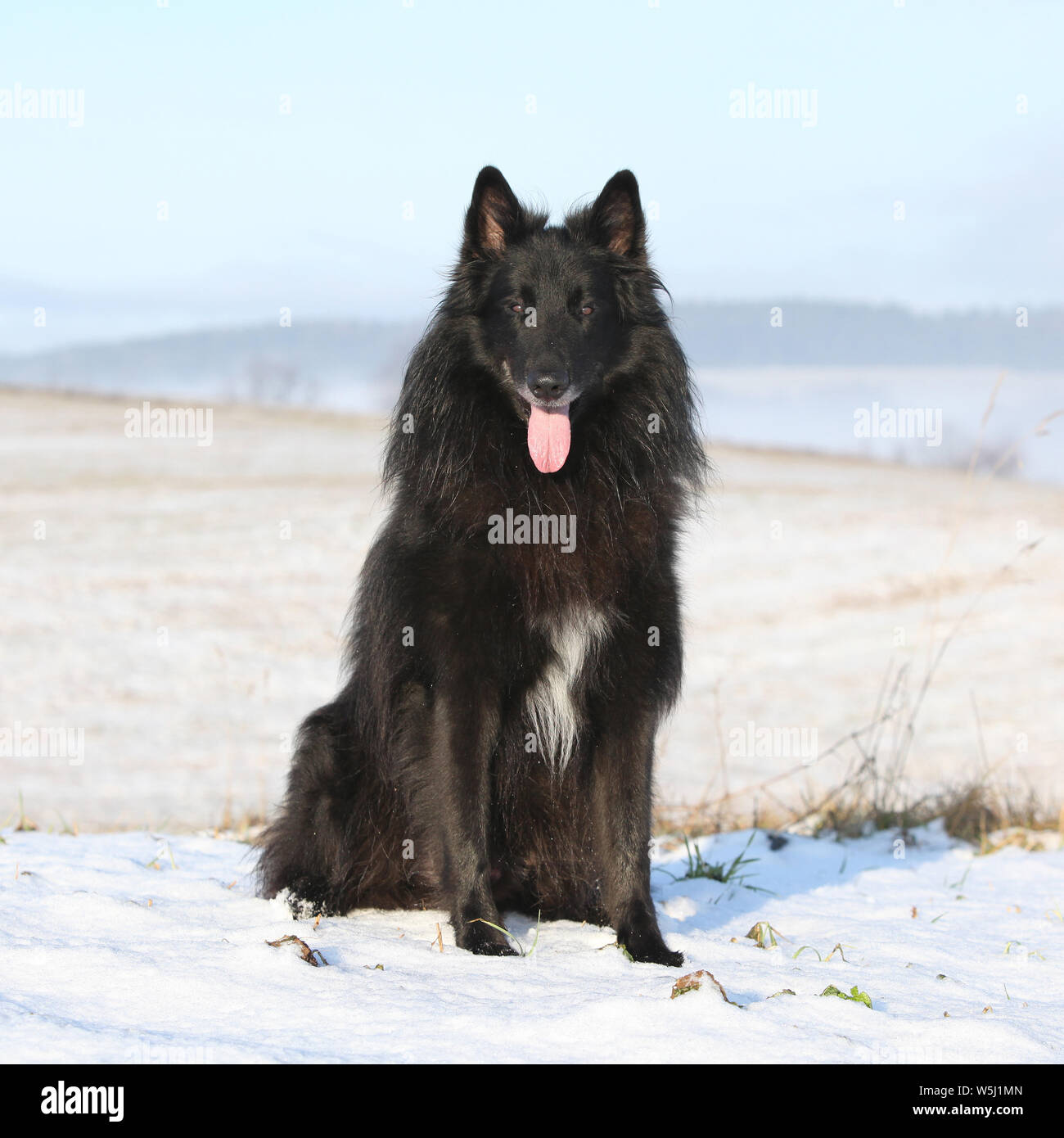 Beautiful Chien de Berger Belge sitting in front of foggy valley Stock Photo