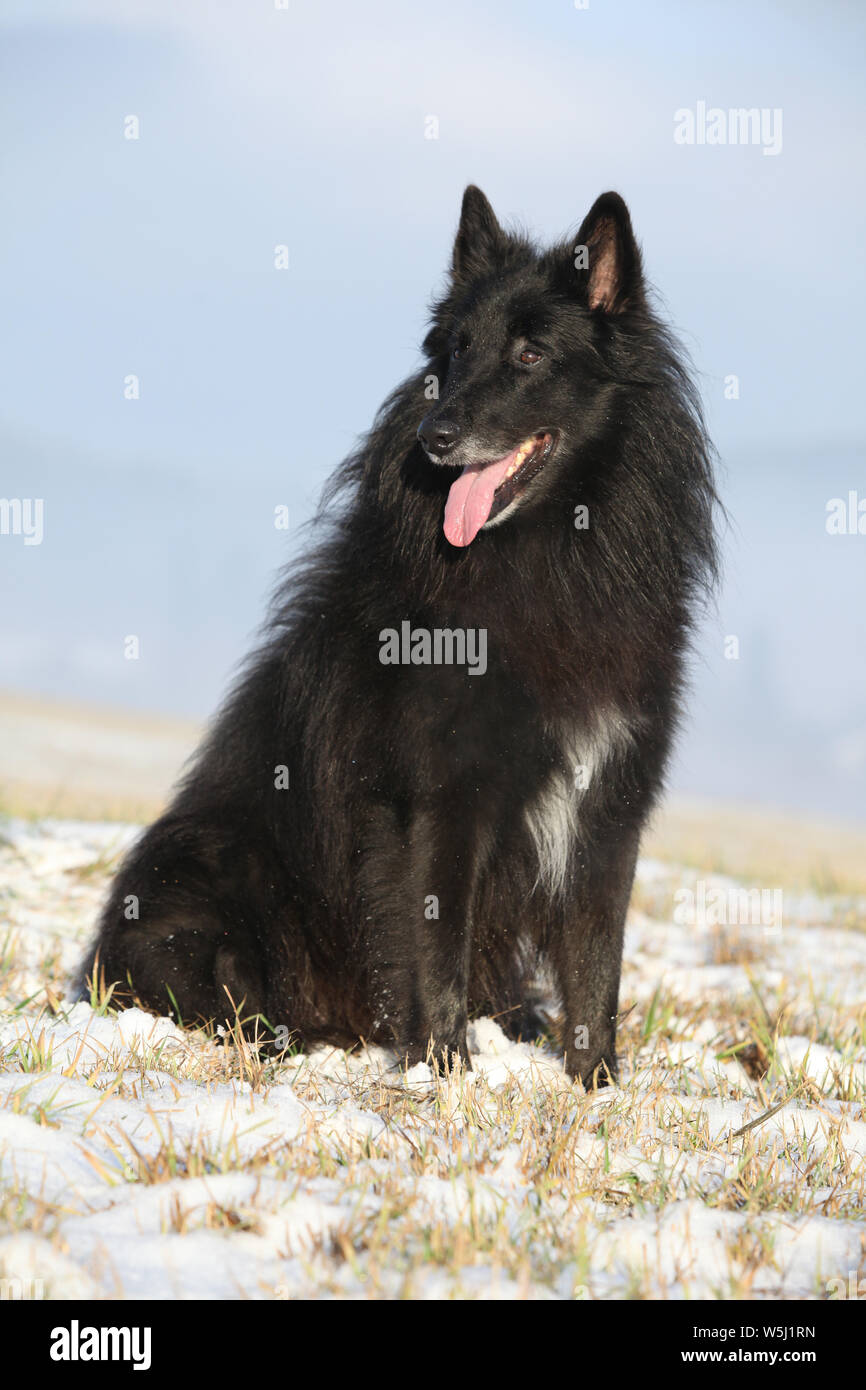 Beautiful Chien de Berger Belge sitting in front of foggy valley Stock Photo