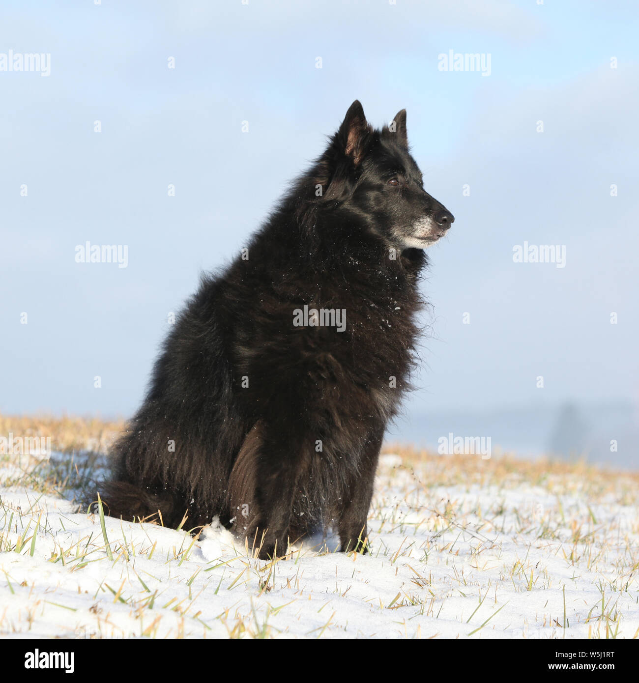 Beautiful Chien de Berger Belge sitting in front of foggy valley Stock Photo