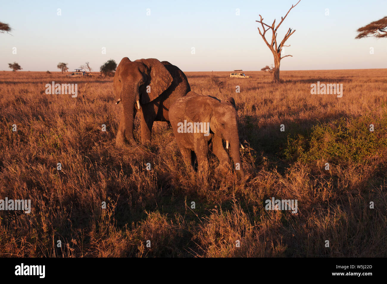 Tanzania Elephant Sunset Stock Photos Tanzania Elephant Sunset Images, Photos, Reviews
