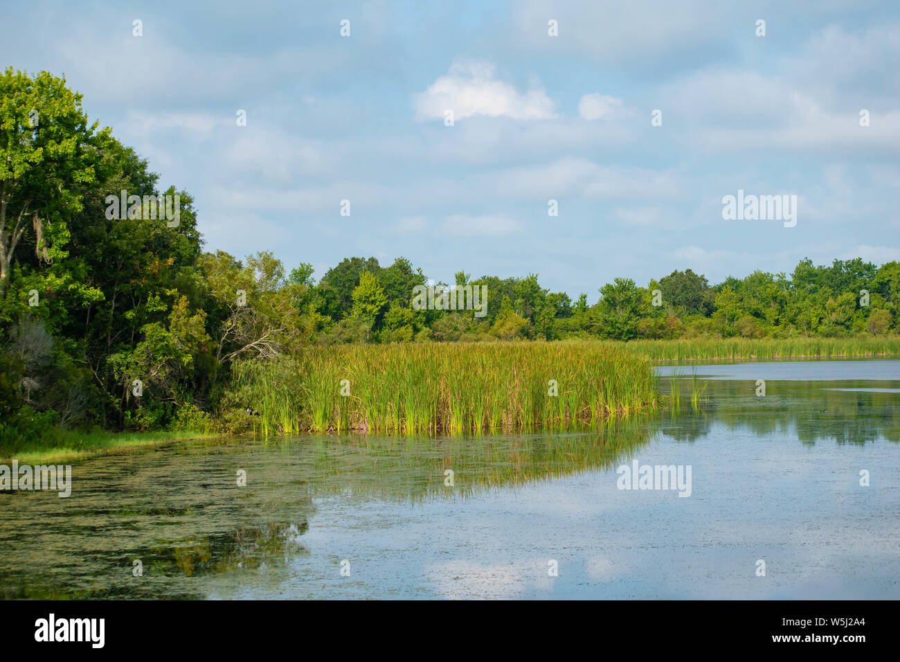 Orlando, Florida. July 09, 2019. Green forest and swamp vegetation at ...