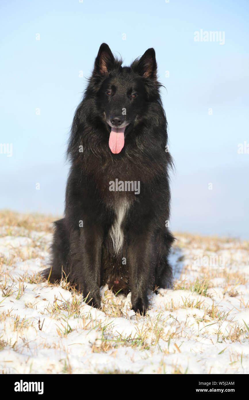 Beautiful Chien de Berger Belge sitting in front of foggy valley Stock Photo