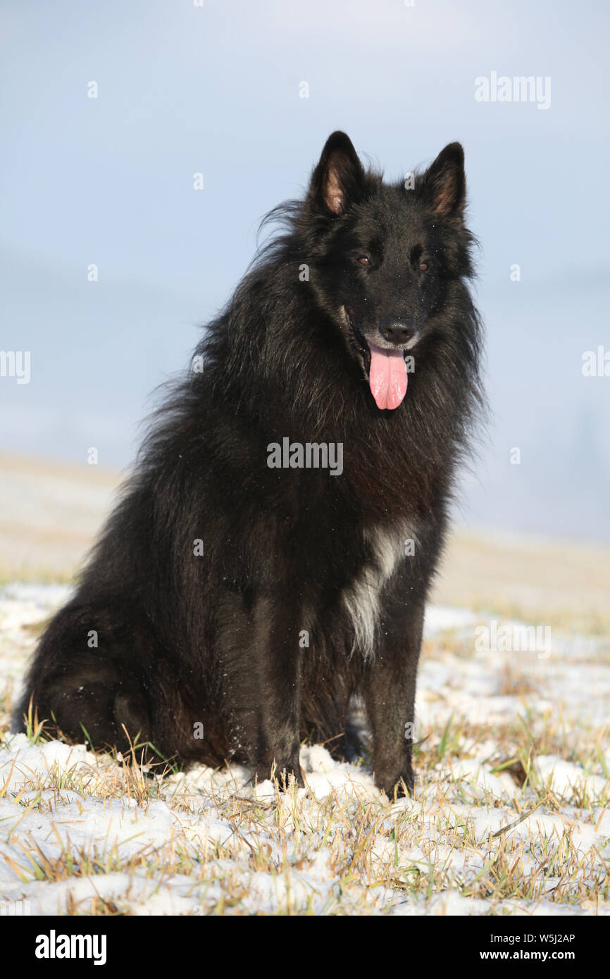 Beautiful Chien de Berger Belge sitting in front of foggy valley Stock Photo