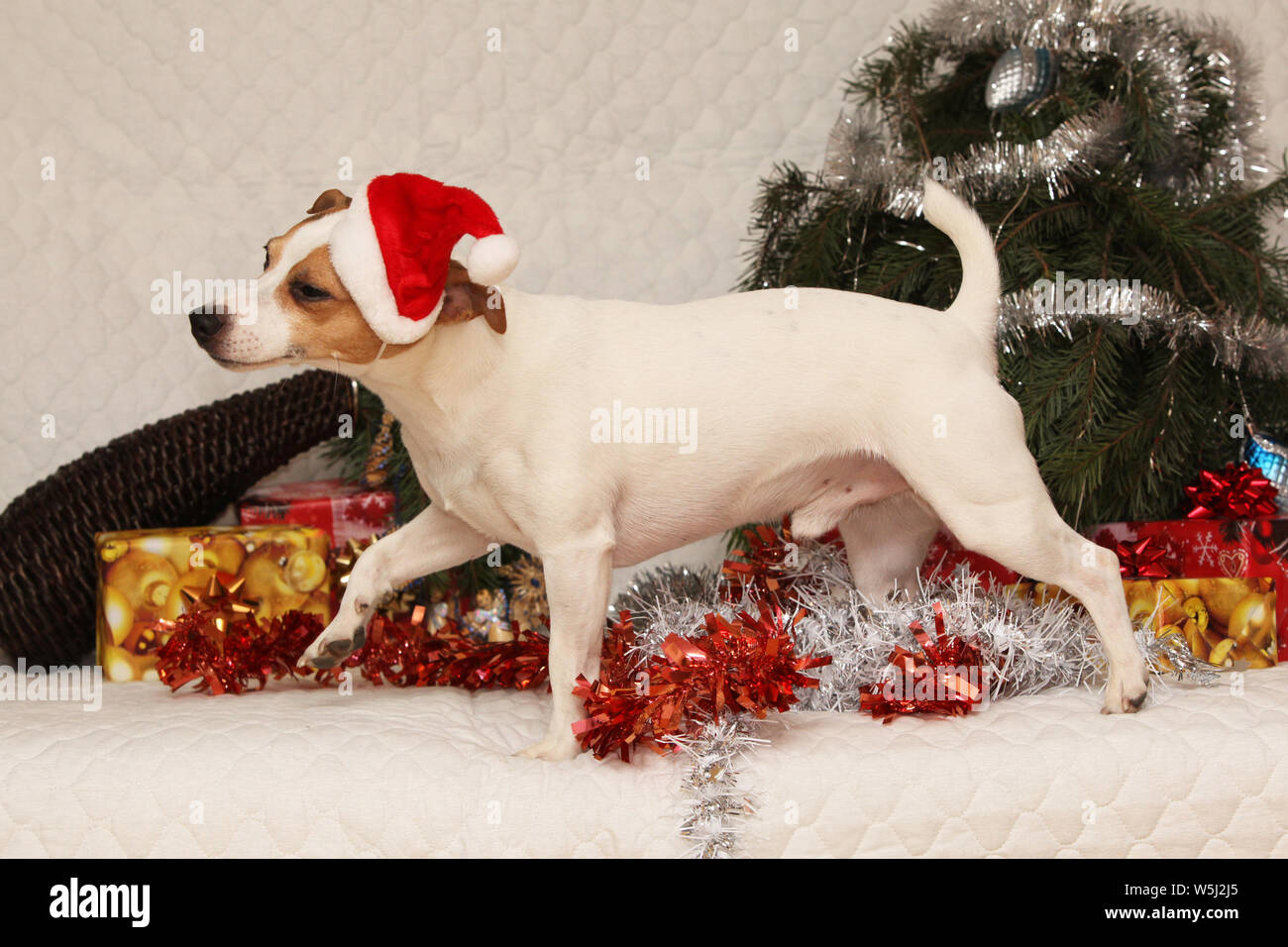 Caroline's Treasures Red Snowflakes Holiday Christmas Jack Russell Terrier Ceramic Ornament Christmas Tree Hanging Decorations for Home Christmas Holiday, Party, Gift, 3 in, Multicolor : Caroline's Treasures