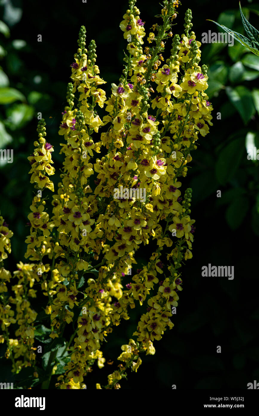 A yellow and pink mullein (Verbascum) Stock Photo