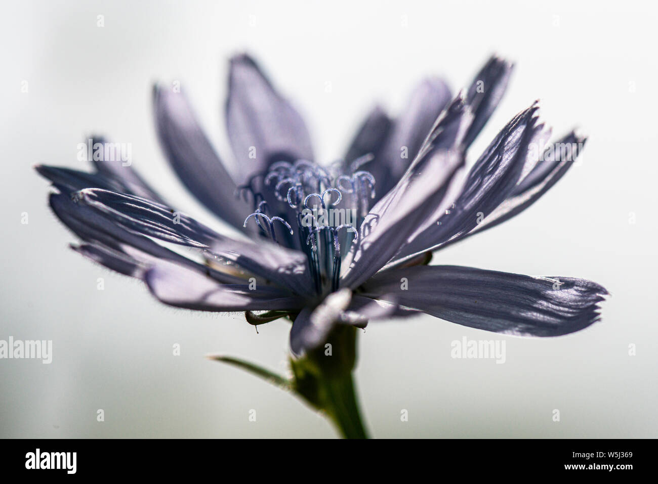 The flower of a common chicory (Cichorium intybus) Stock Photo