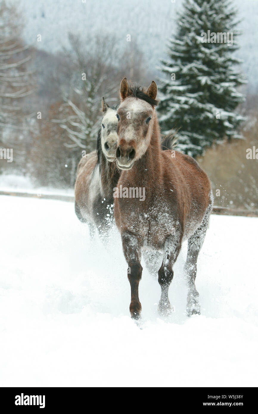 Arabian horses running hi-res stock photography and images - Alamy