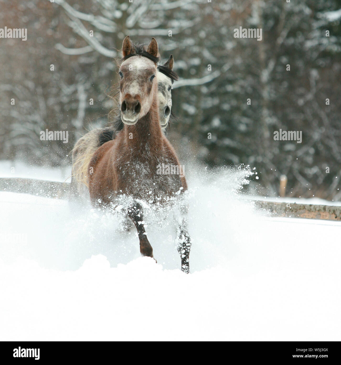 Arabian horses running hi-res stock photography and images - Alamy