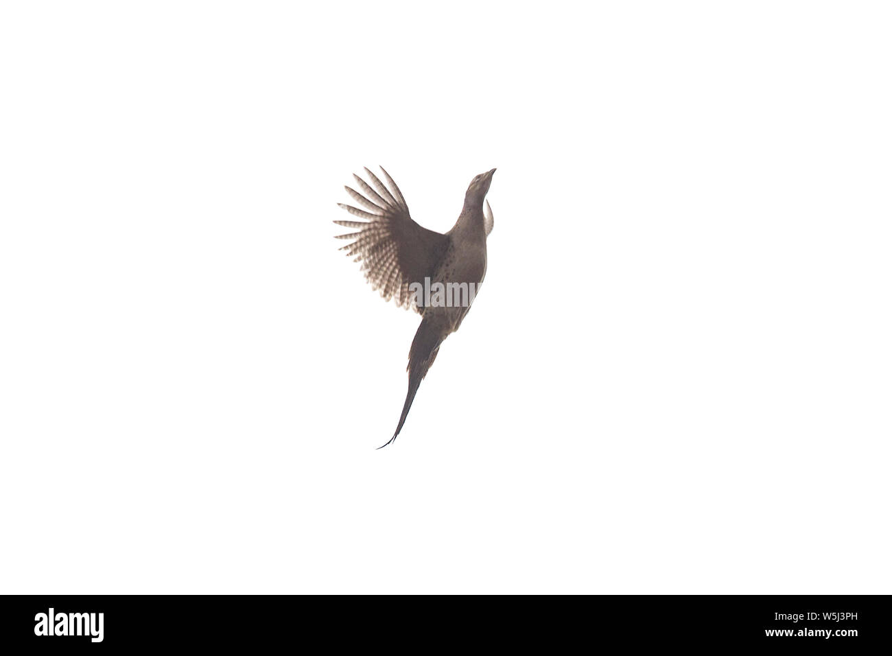 A Hen Pheasant Turning and Gaining Altitude During a Drive on a Pheasant Shoot Stock Photo
