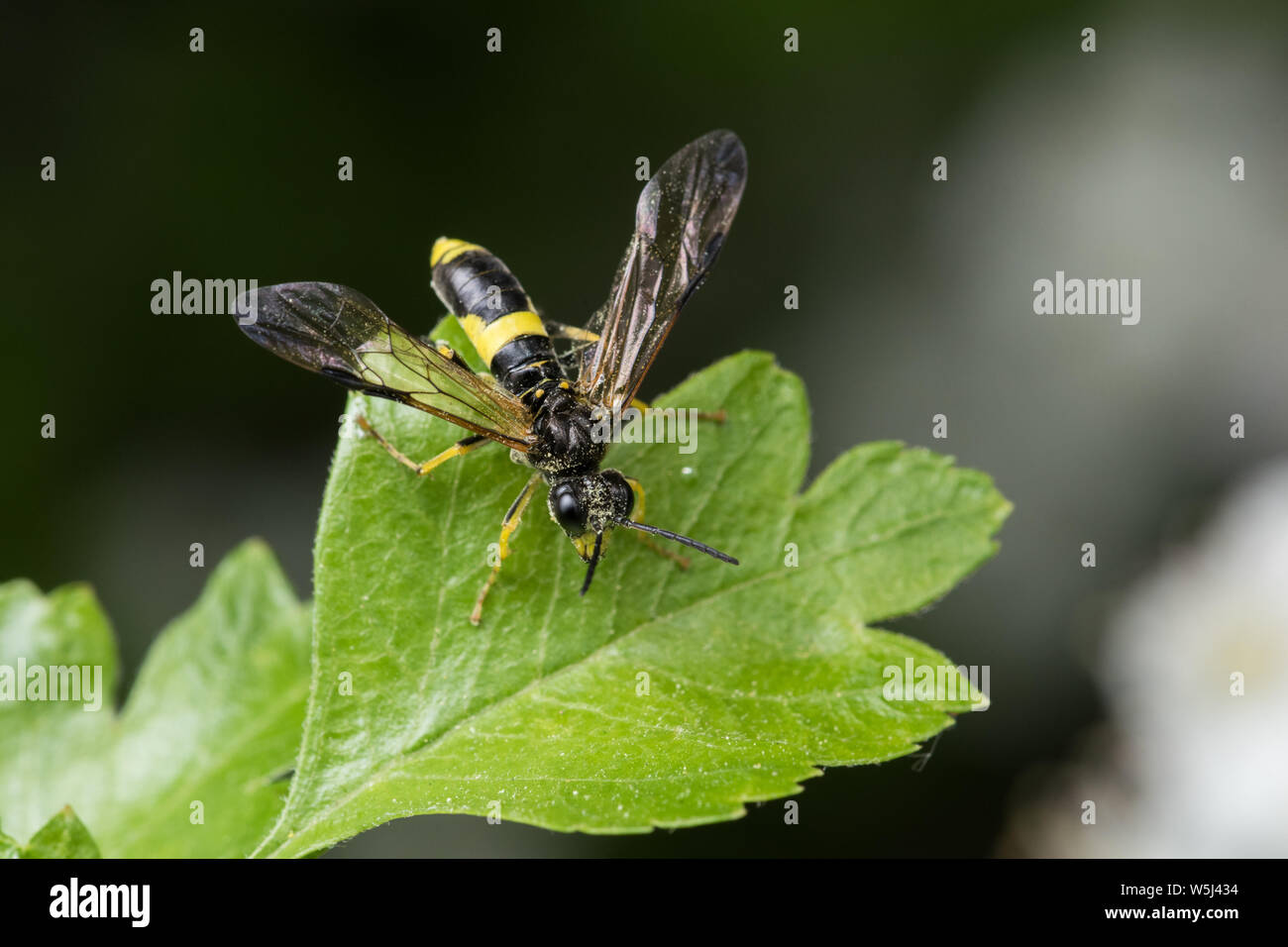 Sawfly and Wasp-mimic Tenthedo temula on a hawthorn leaf, Pead District, England Stock Photo