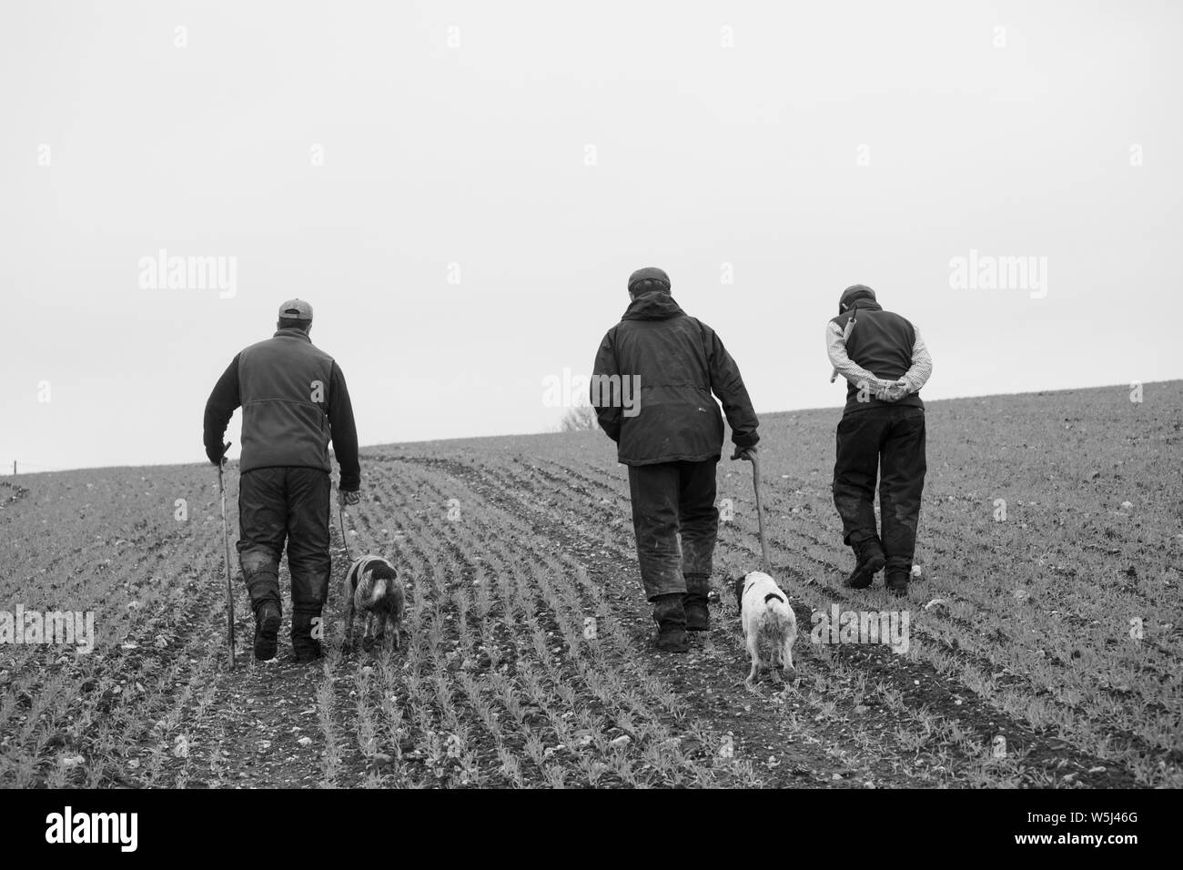 Gamekeepers and a Beater Walk to the Start of the Next Drive on a Pheasant Shoot Stock Photo