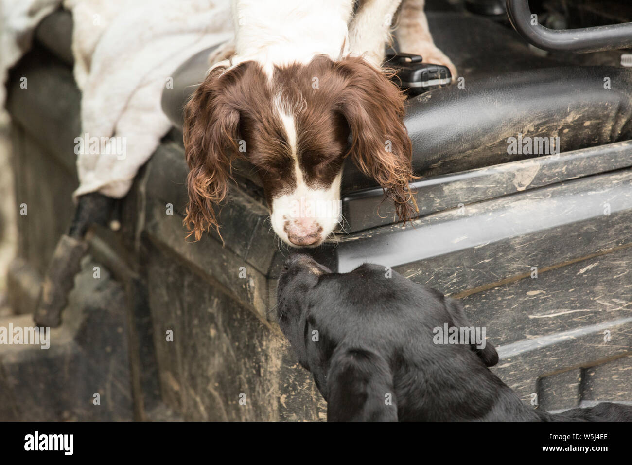 Working English Springer Spaniel Gundog and Working Labrador Gundog Share a Moment on a Pheasant Shoot Stock Photo