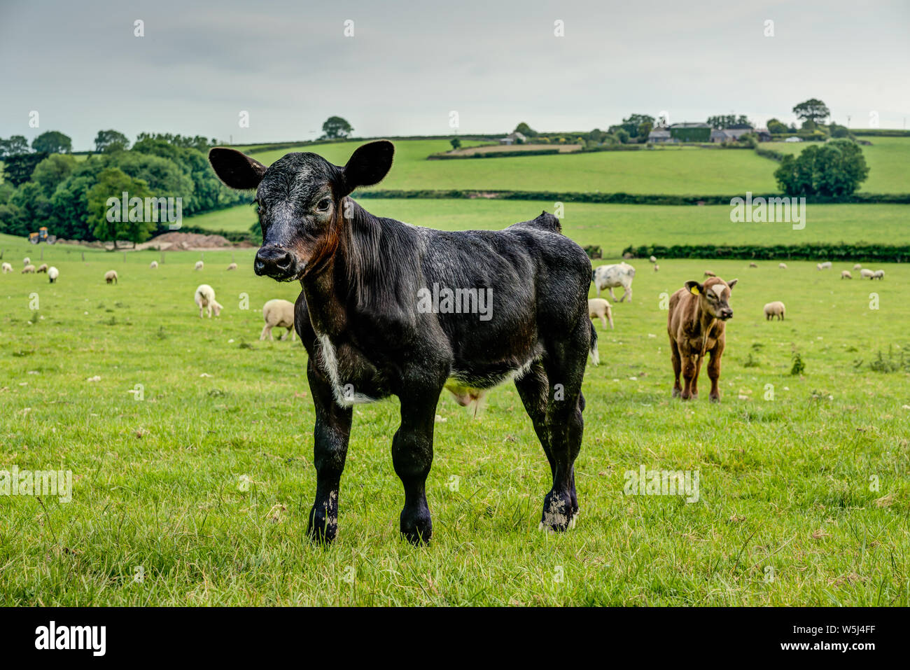 A young calf, black, with an inquisitive nature looking at the camera  posing perfectly for his portrait, with a 'not so brave' friend, brown,  behind Stock Photo - Alamy