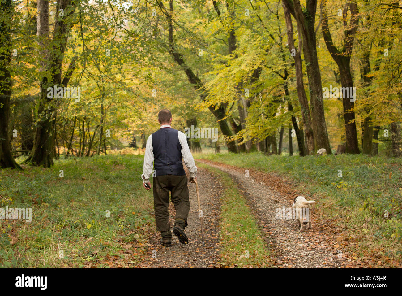 A Gamekeeper Walks Down an Autumnal Track on a Pheasant Shoot Stock Photo