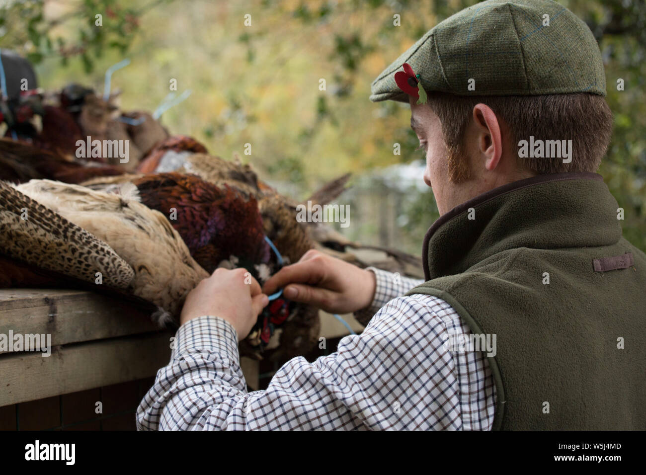 A Gamekeeper Tying Pheasant Braces on a Pheasant Shoot Stock Photo