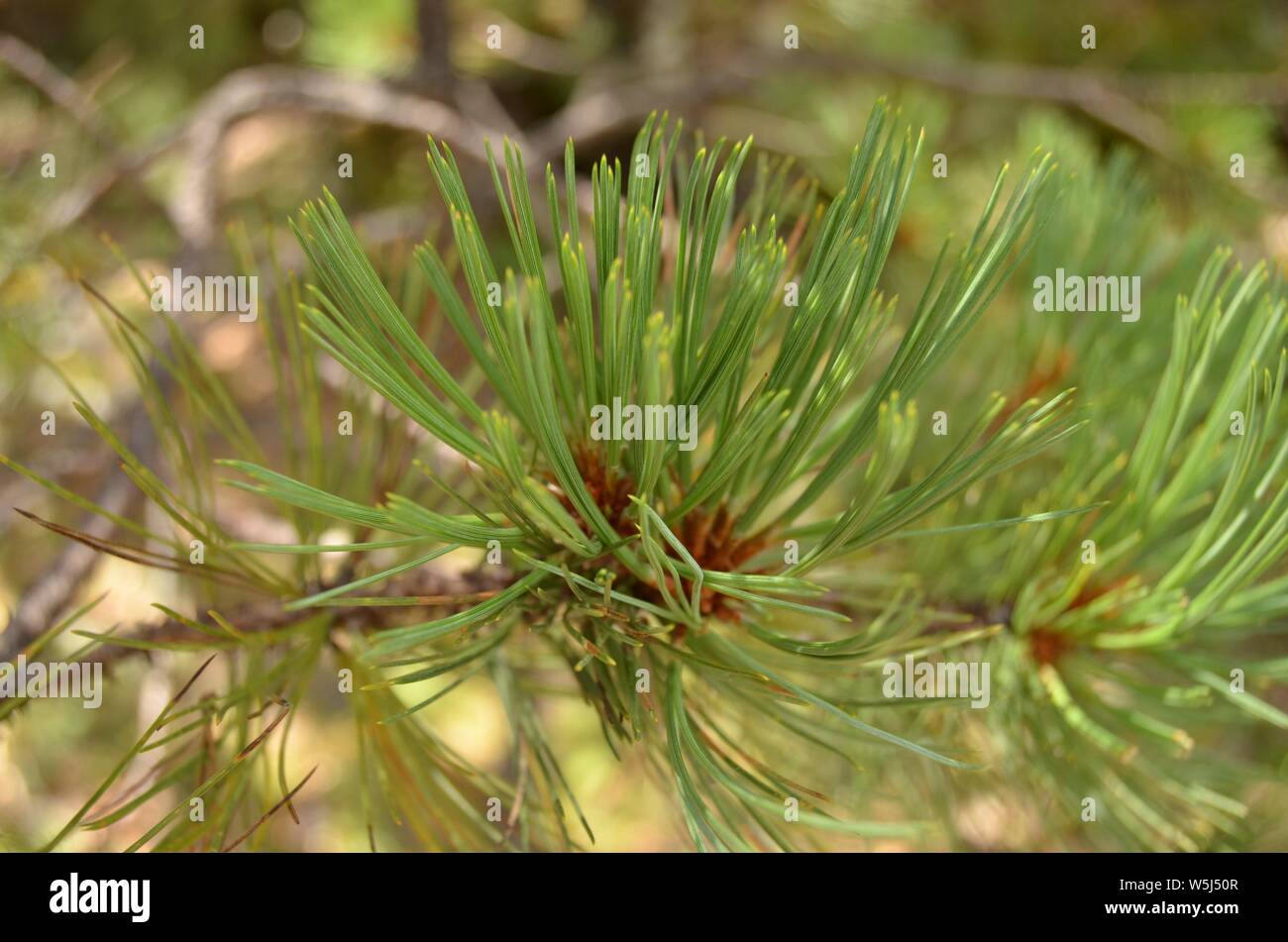 Plant Pine Stock Photo