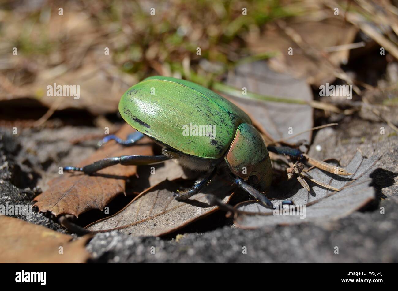 Bug Green Stock Photo
