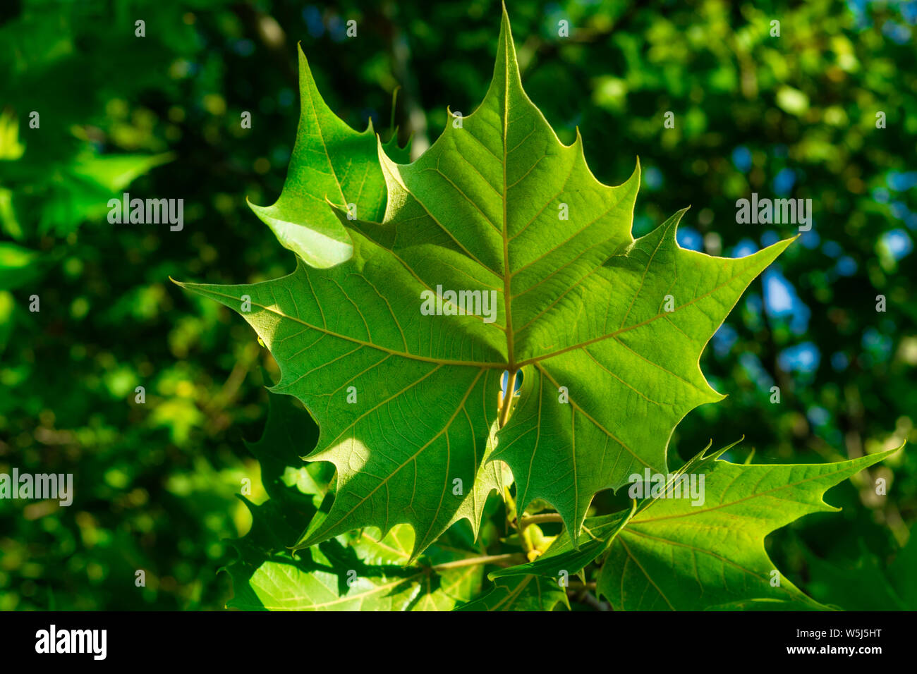 Light, shadow and shape make for interesting patterns. Stock Photo