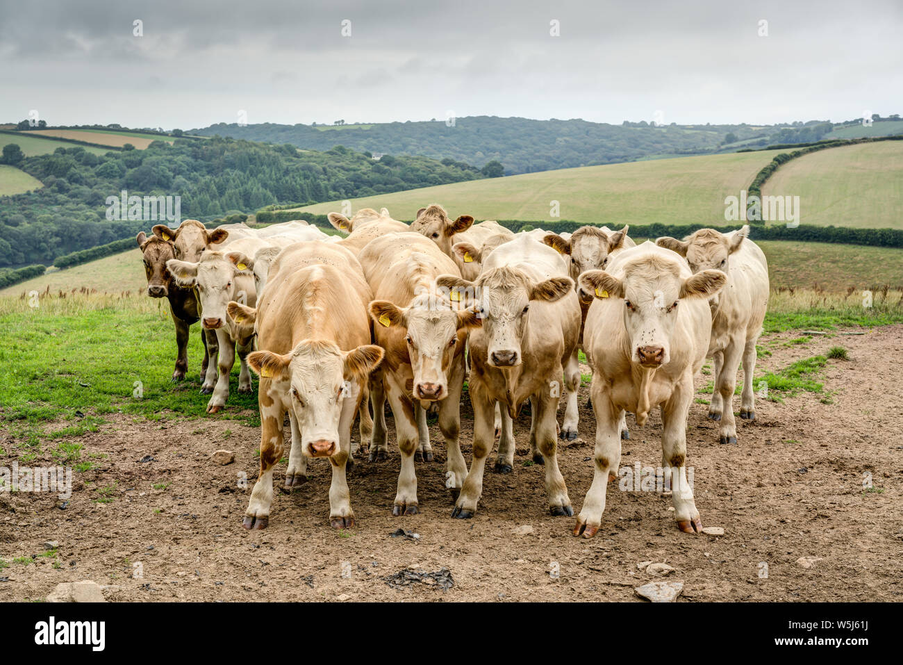 A herd of very inquisitive sandy beige bullocks in summer on a high position amongst rolling green farmland in the Fowey area of Cornwall, England. Stock Photo