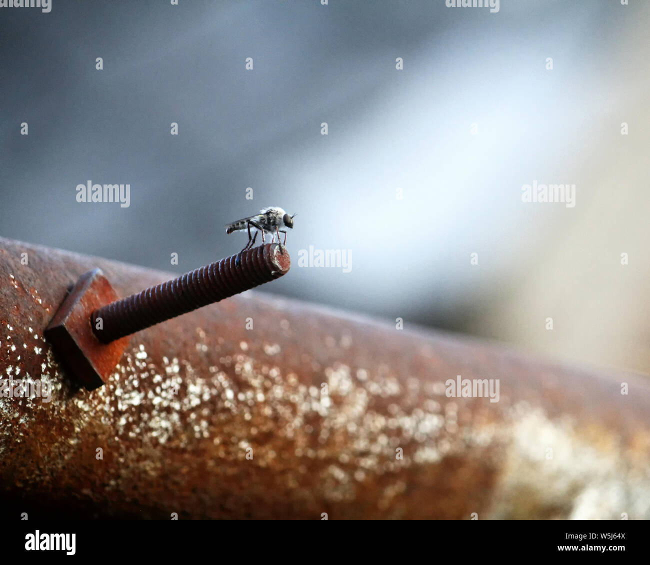 A flying insect nymph sits at the end of a rusted bolt on a clothesline looking into the void beyond. Stock Photo