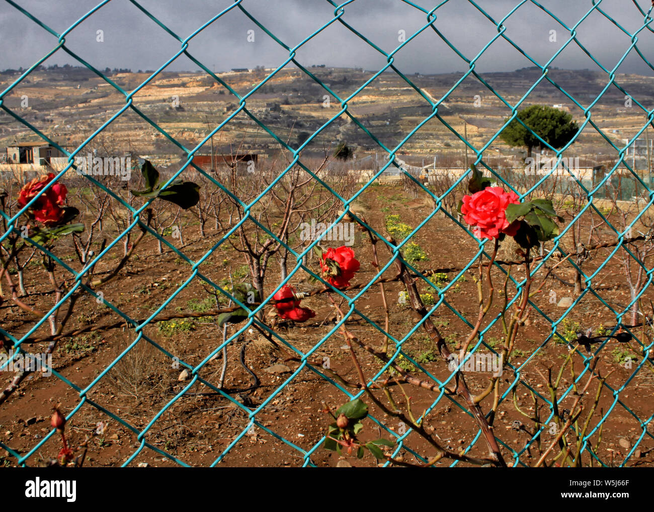 Roses on a blue fence guard over a winter field of crops in the Druze village Mas'ade in the Golan Heights of Israel. Stock Photo