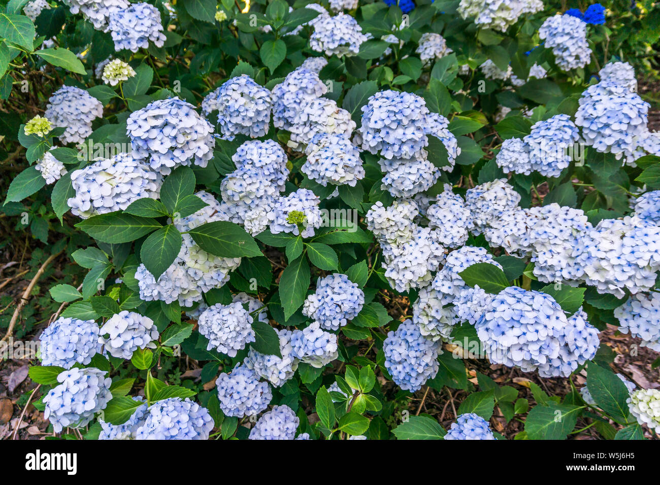 Hydrangea flowers in bloom at the Seattle Arboretum Stock Photo Alamy