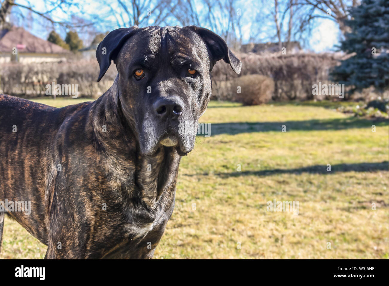 A New Cane Corso Dog Stands And Looks At The Home Yard In A
