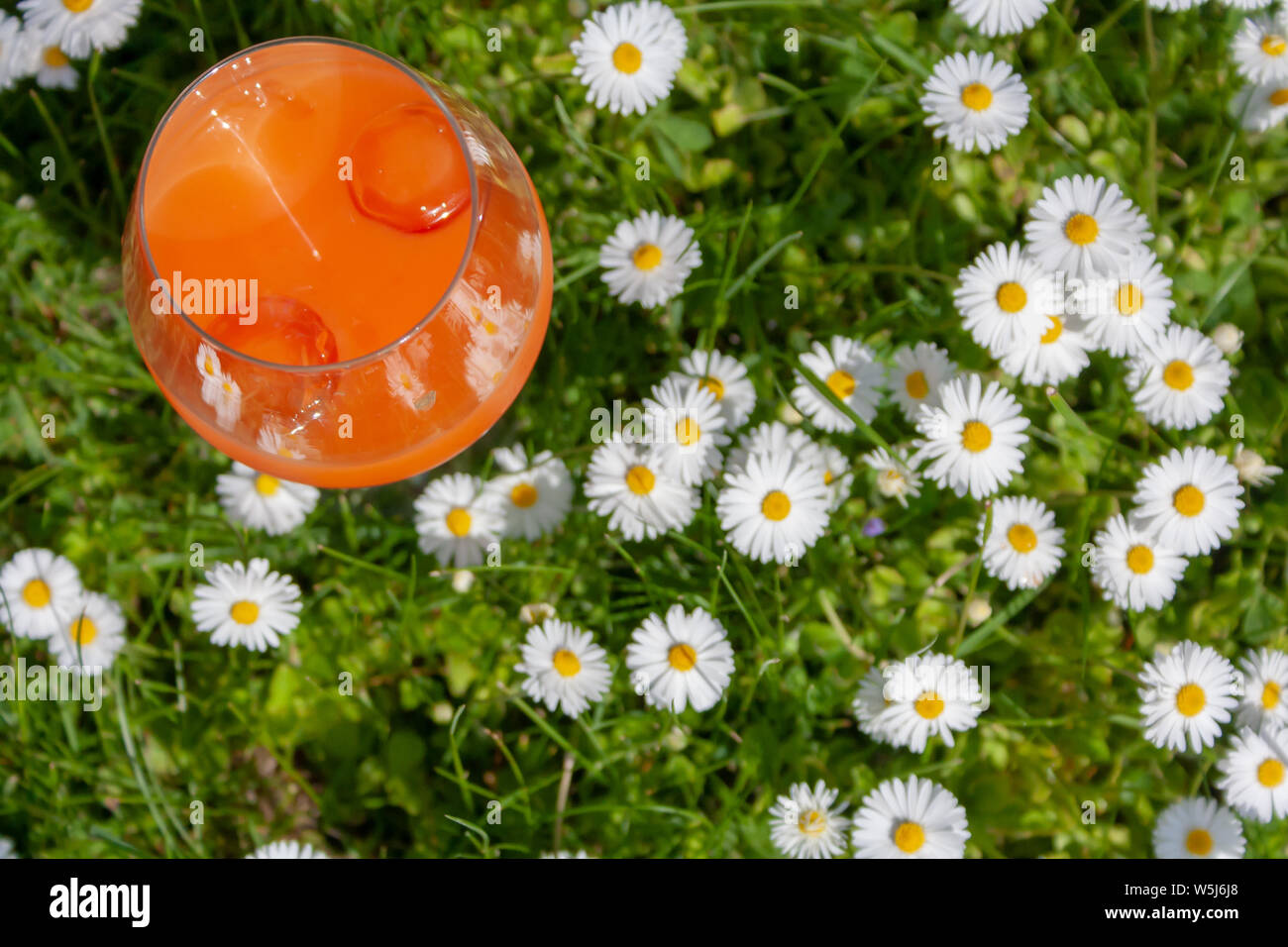 Spritz Veneziano, champagne, orange juice cocktail on a flowering