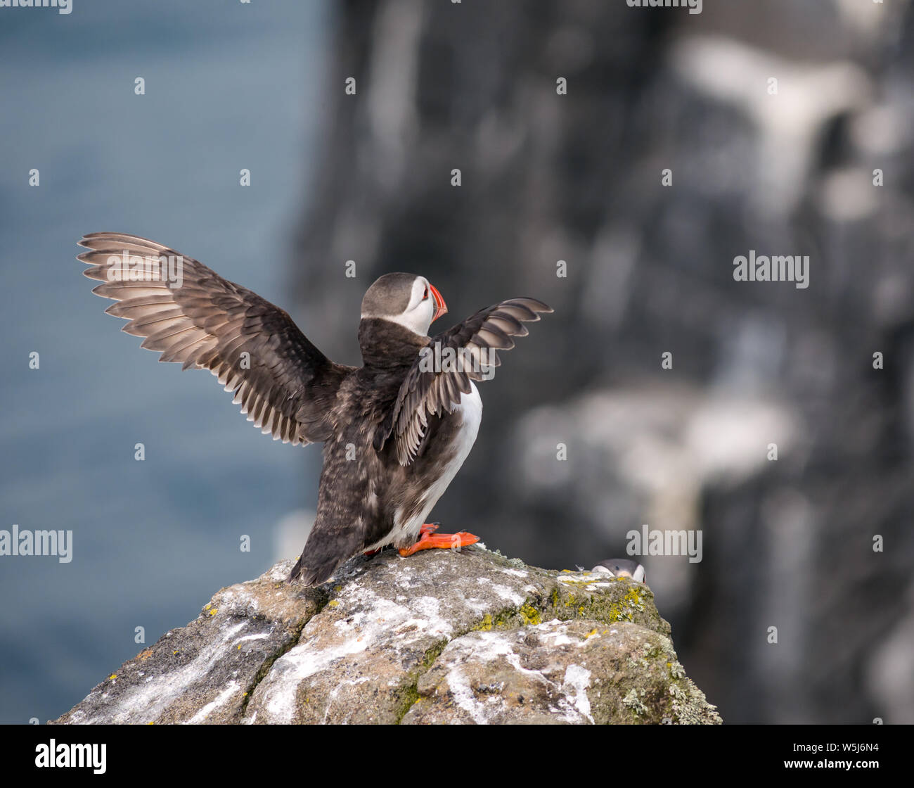 Atlantic puffin, Fratercula arctica, with outstretched wings on cliff ledge, Isle of May, Scotland, UK Stock Photo