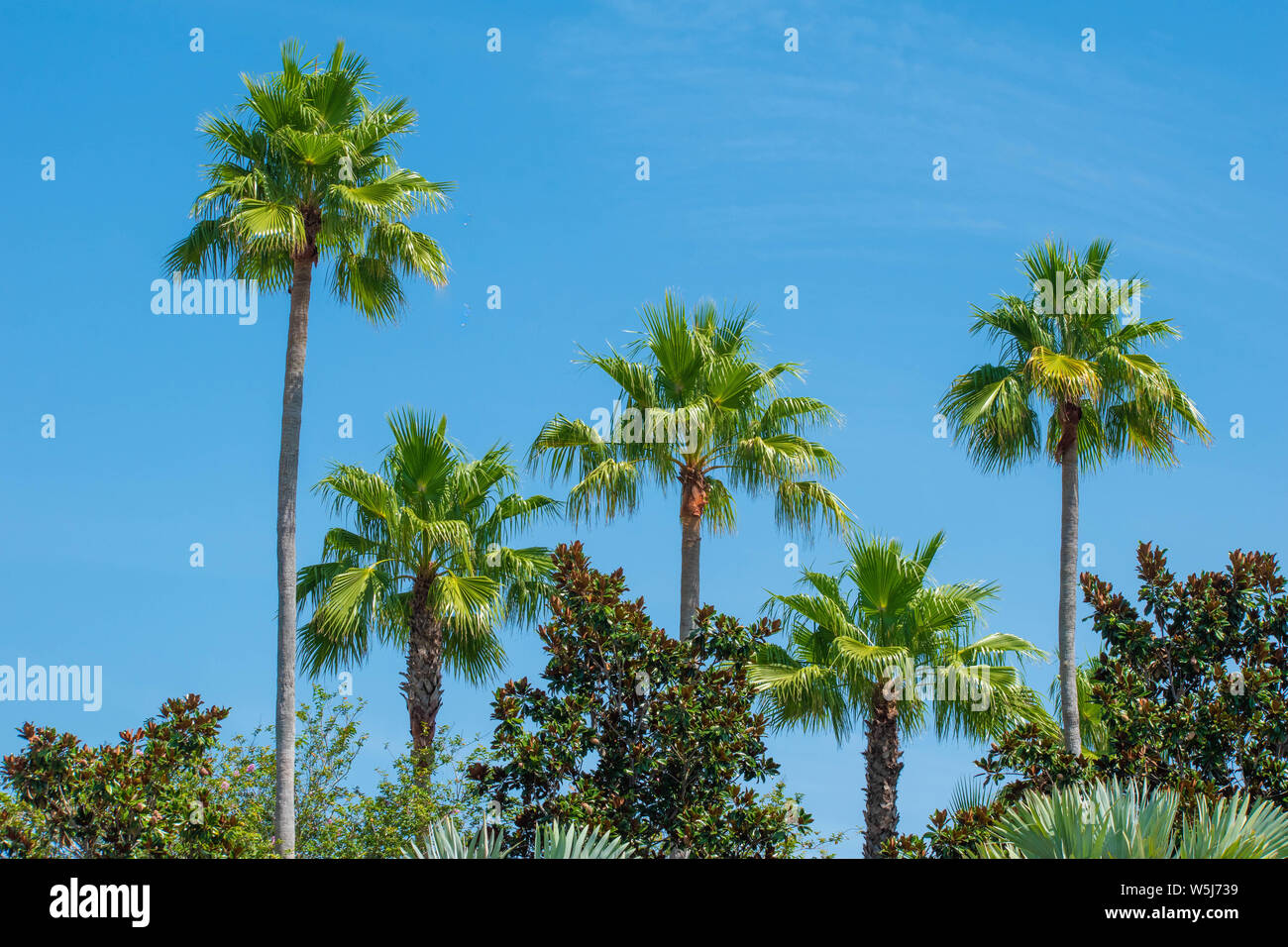 Orlando, Florida. July 16, 2019. Top view of palm trees in gardens of