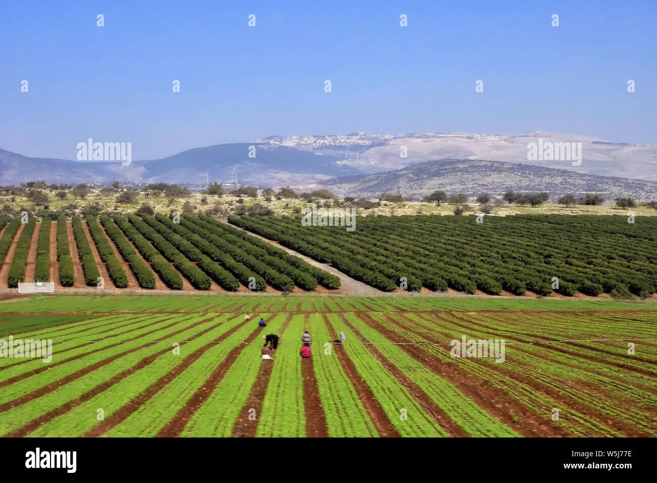 Workers in winter crop fields just east of Mount Carmel in the Galilee area of Israel. Stock Photo