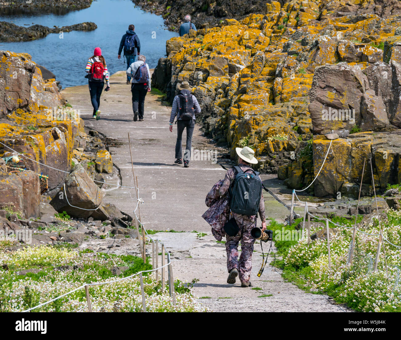 Man with large wildlife photography camera lens walking to harbour, Isle of May, Scotland, UK Stock Photo