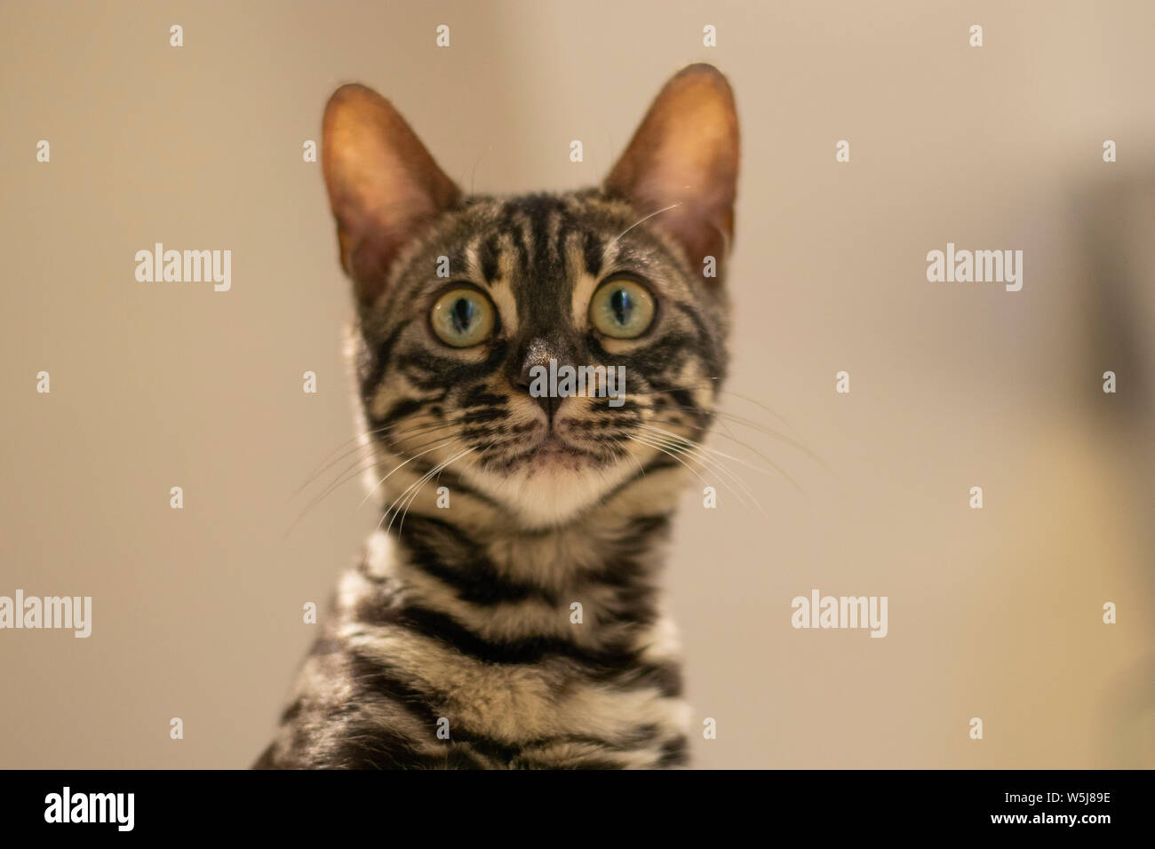 Beautiful bengala cub cat in its home Stock Photo