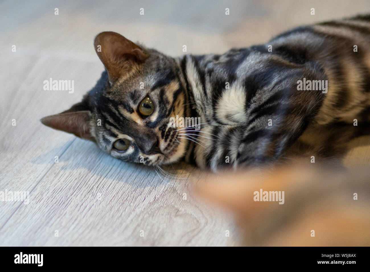 Beautiful bengala cub cat in its home Stock Photo