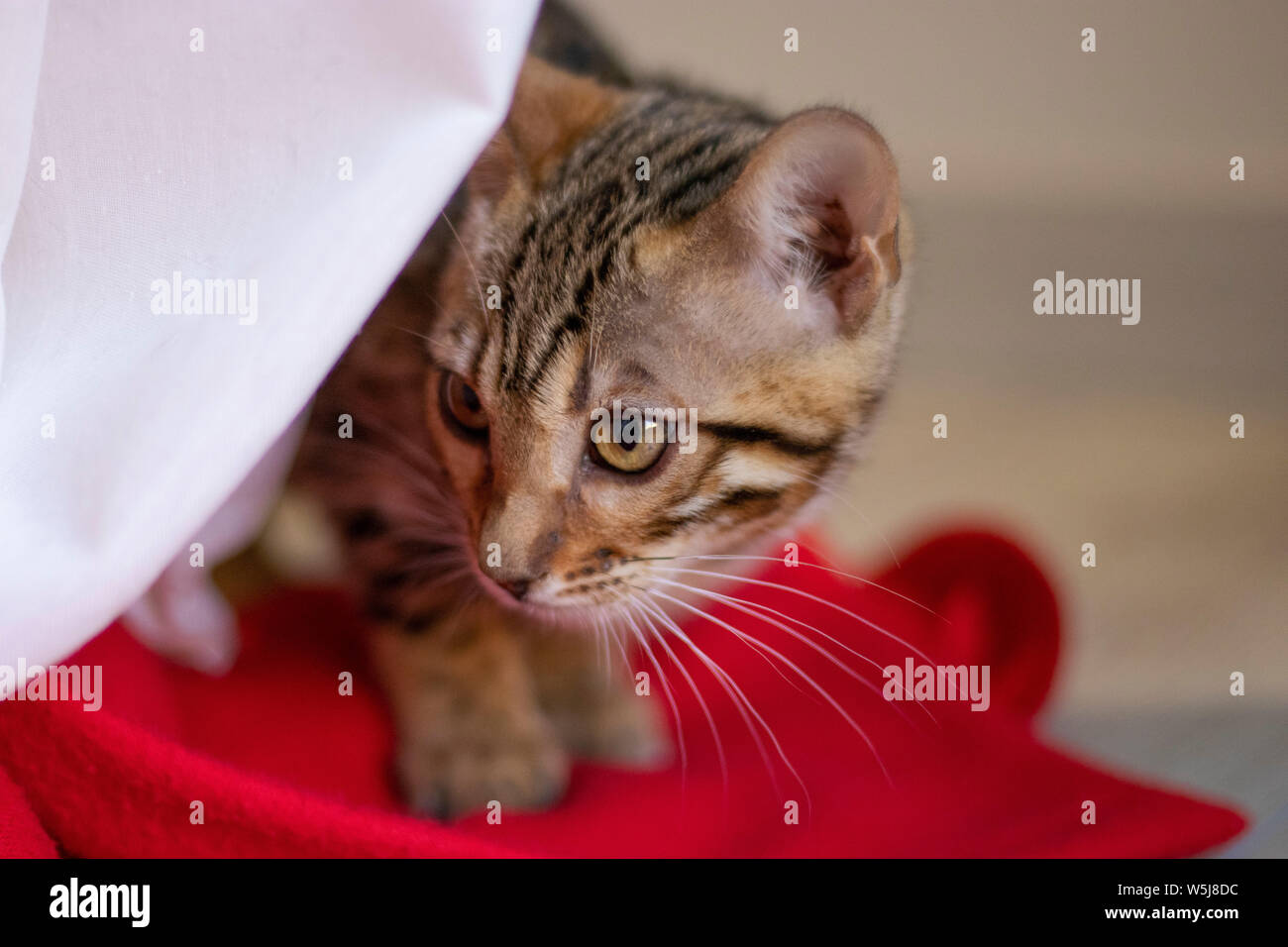 Beautiful bengala cub cat in its home Stock Photo