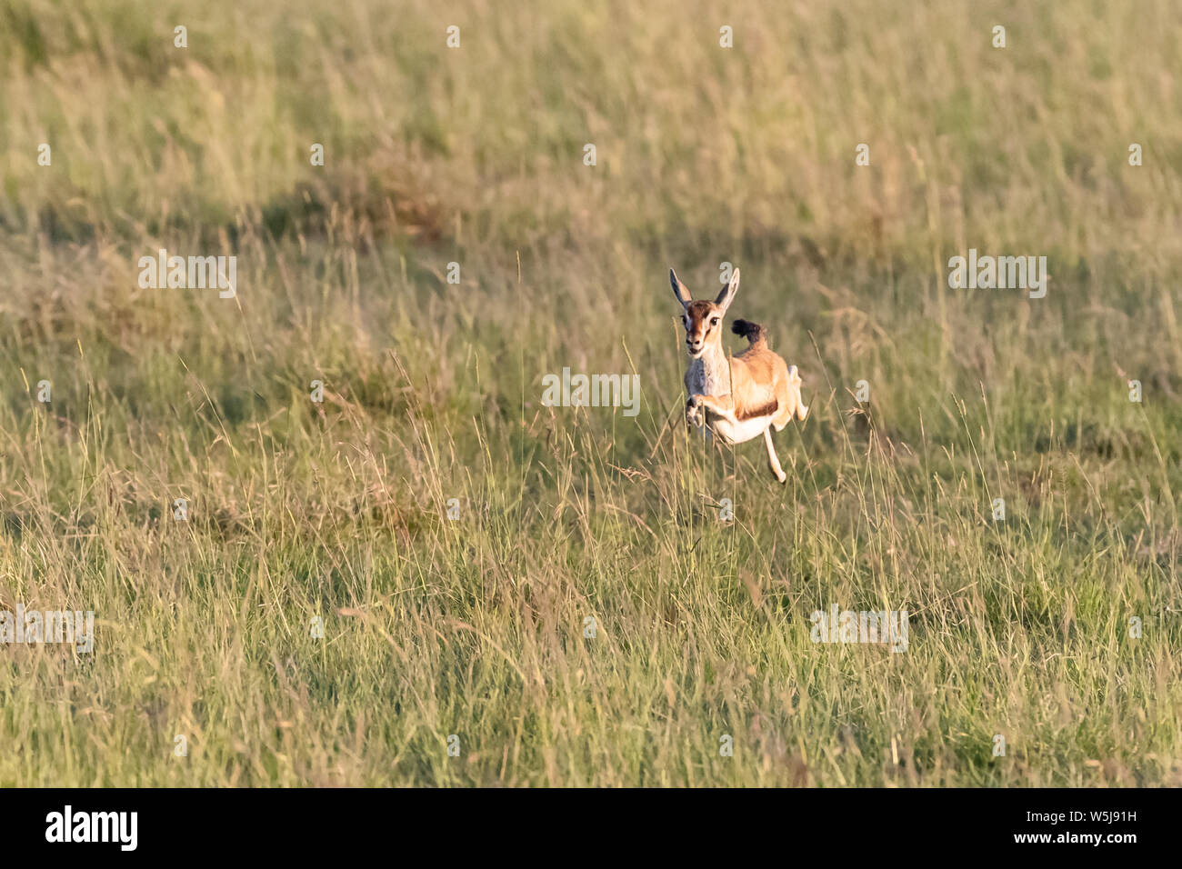 Gazelle jumping hi-res stock photography and images - Alamy