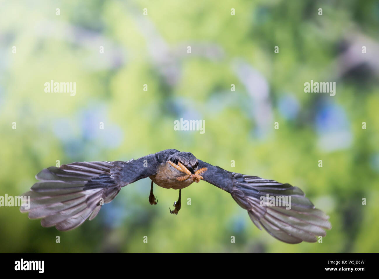 Kleiber, Spechtmeise, Flug, Flugbild, fliegend, mit Vogelfutter, Mehlwurm, Mehlwürmern im Schnabel, Sitta europaea, Nuthatch, Eurasian nuthatch, wood Stock Photo