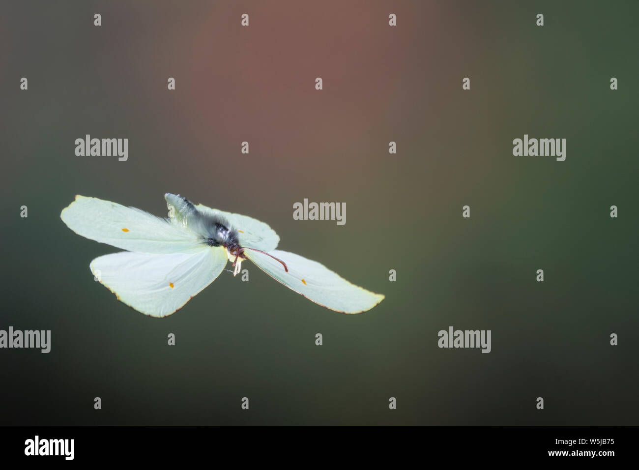 Zitronenfalter, Flug, fliegend, Zitronen-Falter, Gonepteryx rhamni, brimstone, brimstone butterfly, flight, flying, Le Citron Stock Photo