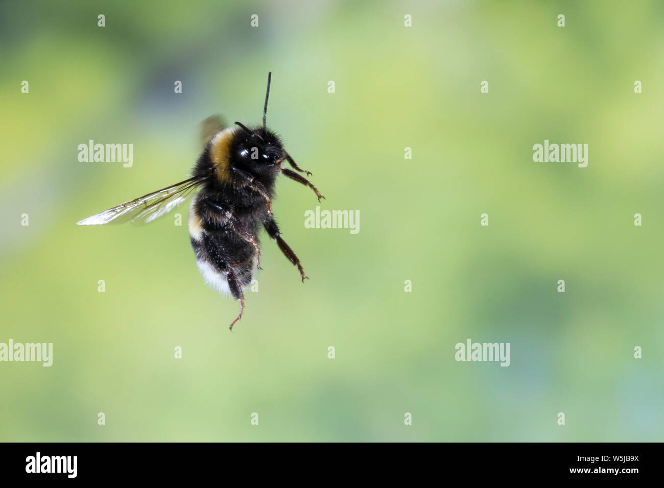 Erdhummel im Flug, fliegend, Insektenflug, Bombus spec., Bombus, Bombus terrestris-aggr., Bombus terrestris s. lat., bumble bee, flight, flying Stock Photo