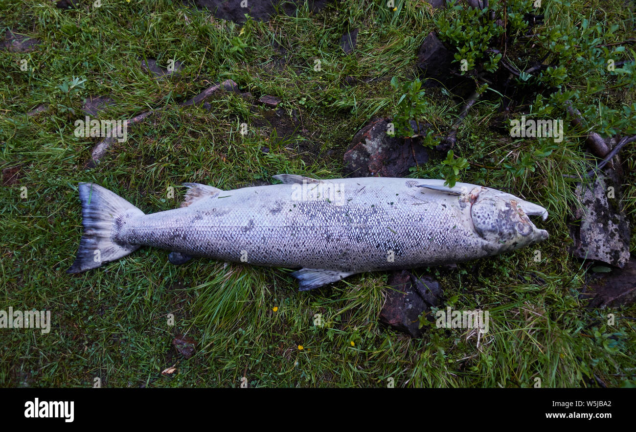 Dead salmon found at the bottom of Torne river at one meter deep water in Pajala, Sweden on July 1st, 2019. Stock Photo