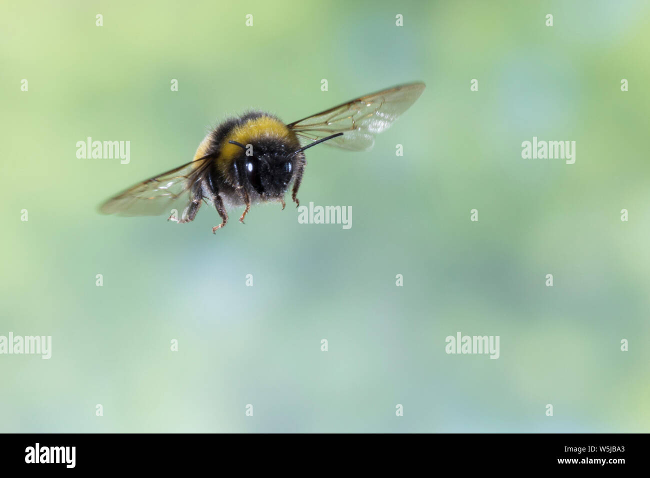Erdhummel im Flug, fliegend, Insektenflug, Bombus spec., Bombus, Bombus terrestris-aggr., Bombus terrestris s. lat., bumble bee, flight, flying Stock Photo