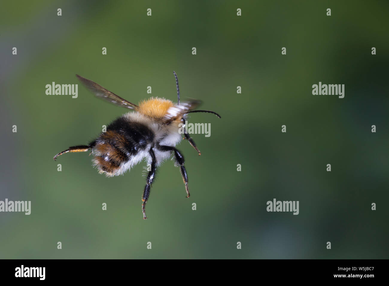 Ackerhummel, Flug, fliegend, Acker-Hummel, Hummel, Bombus pascuorum, Bombus agrorum, Megabombus pascuorum floralis, common carder bee, carder bee, fli Stock Photo