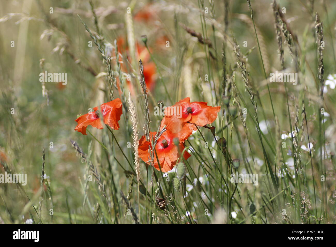 Poppies and grasses hi-res stock photography and images - Alamy