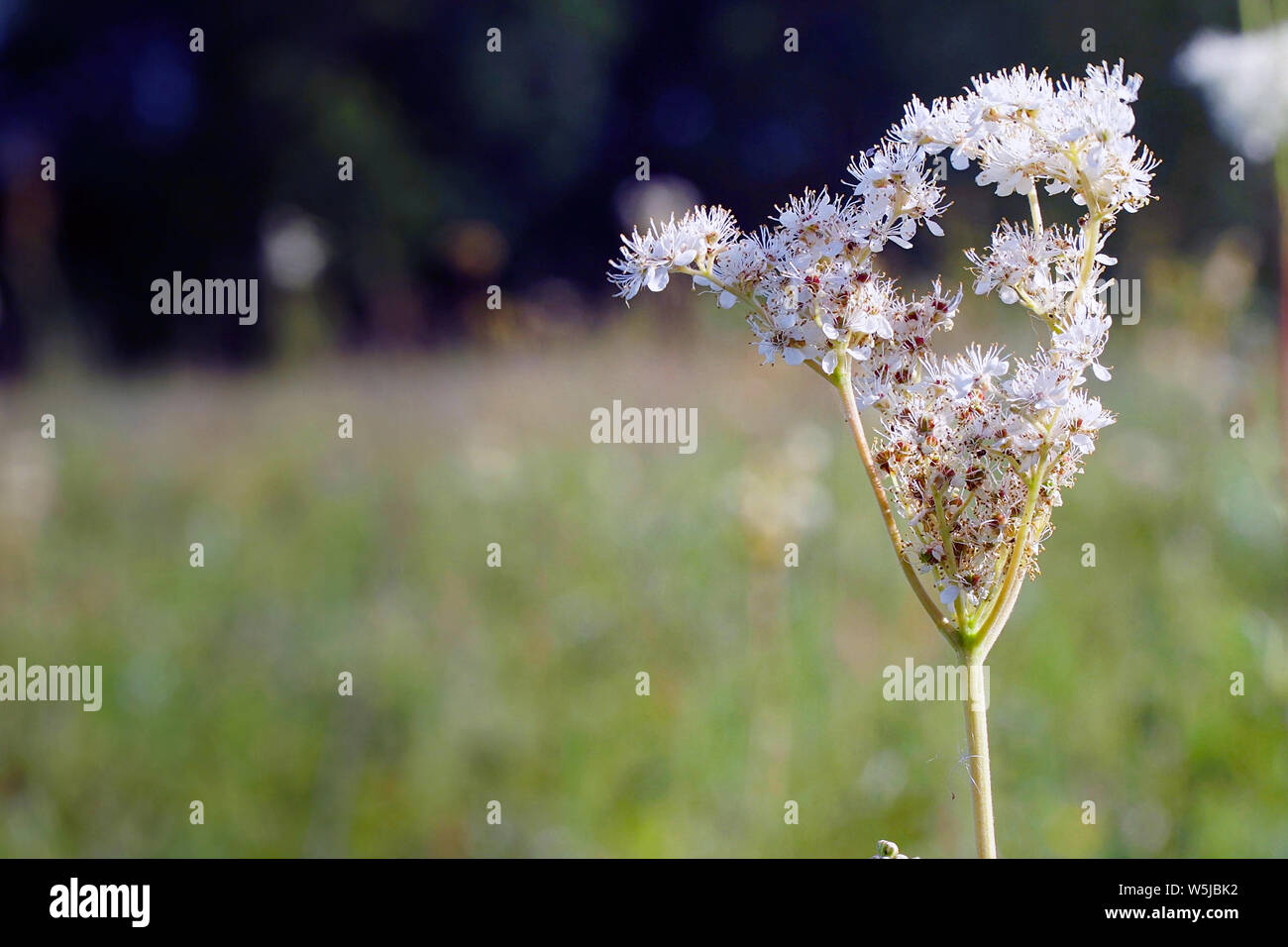 White meadow flower yarrow on natural background Stock Photo
