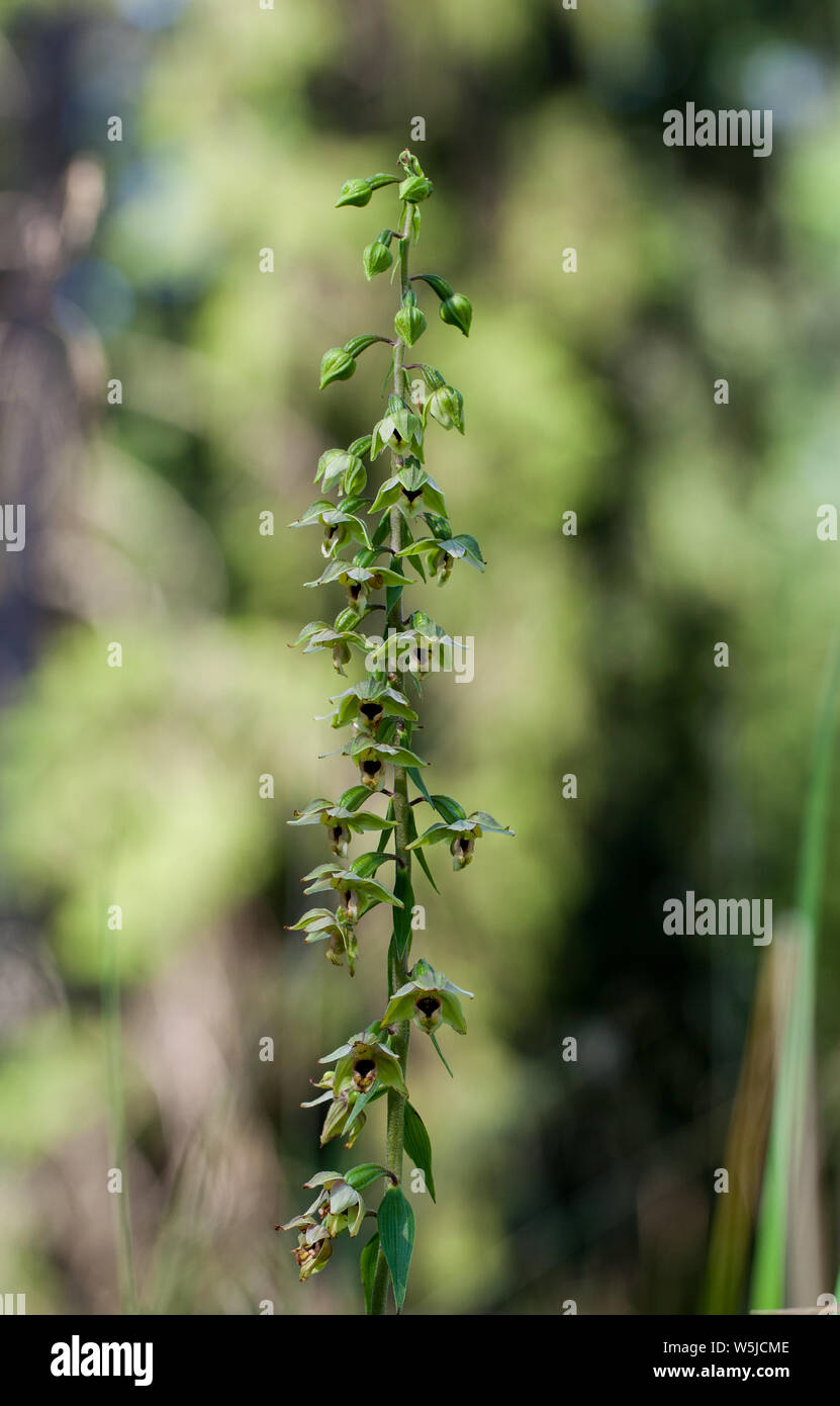 Broad-leaved helleborine flowering (Epipactis helleborine) Stock Photo