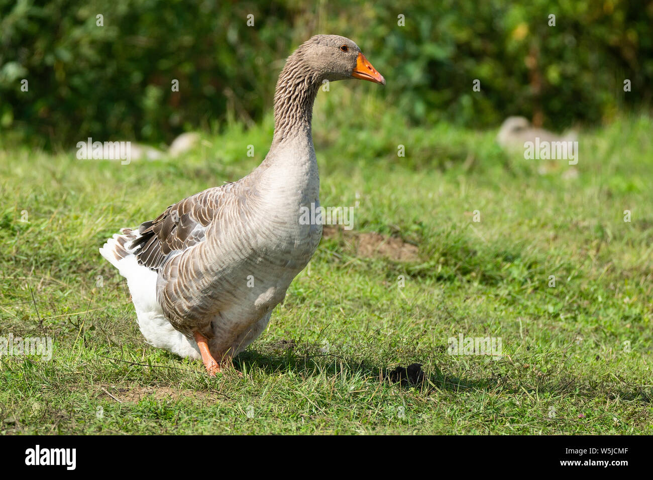 Gander and goose walking on a meadow with dandelions in farm Stock Photo -  Alamy