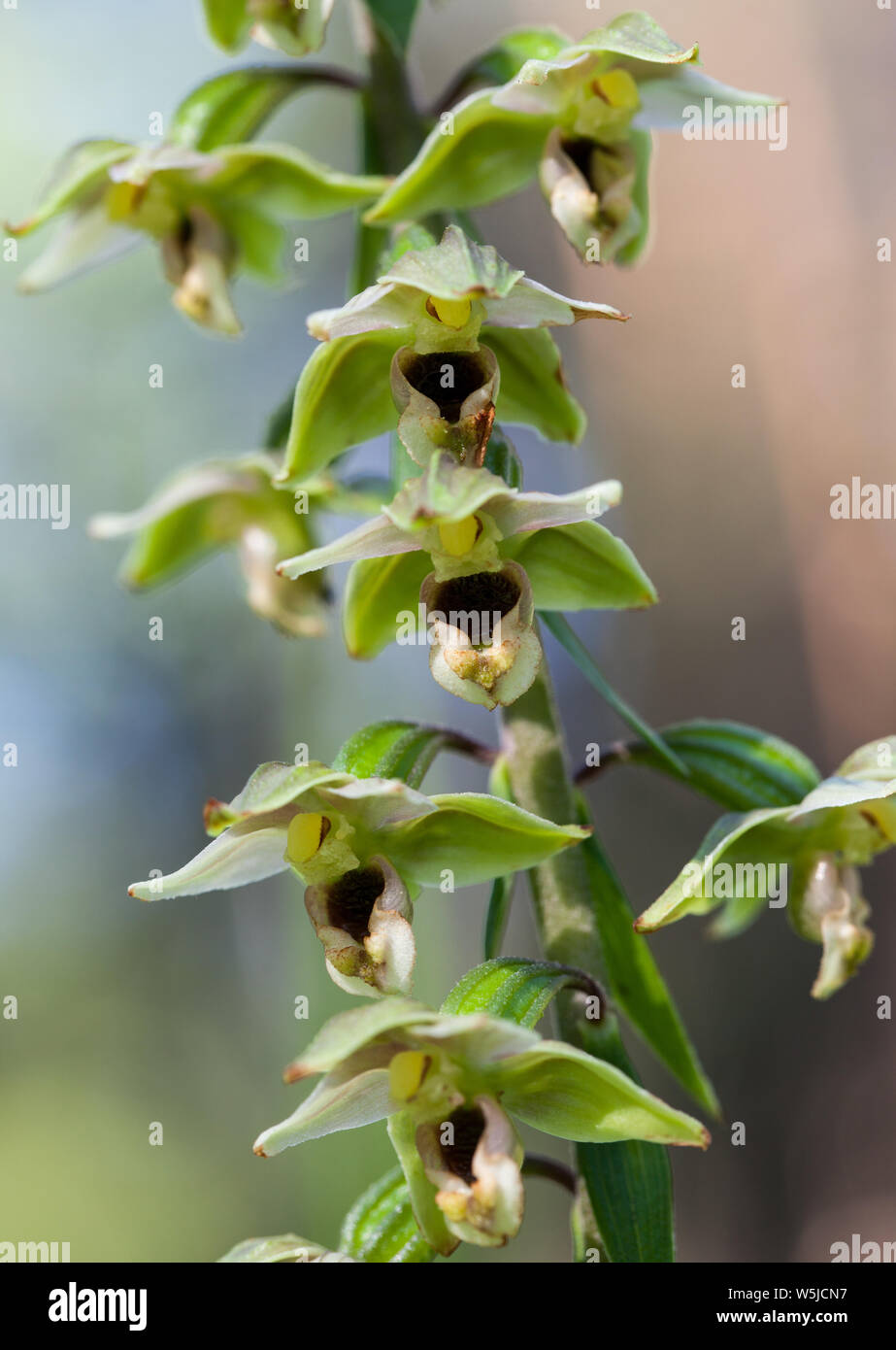 Broad-leaved helleborine flowering (Epipactis helleborine) Stock Photo