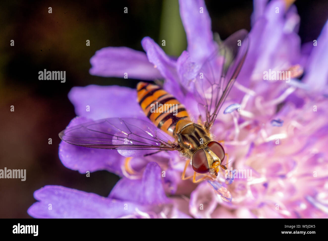 Marmalade hoverfly has a beautyful pattern Stock Photo Alamy