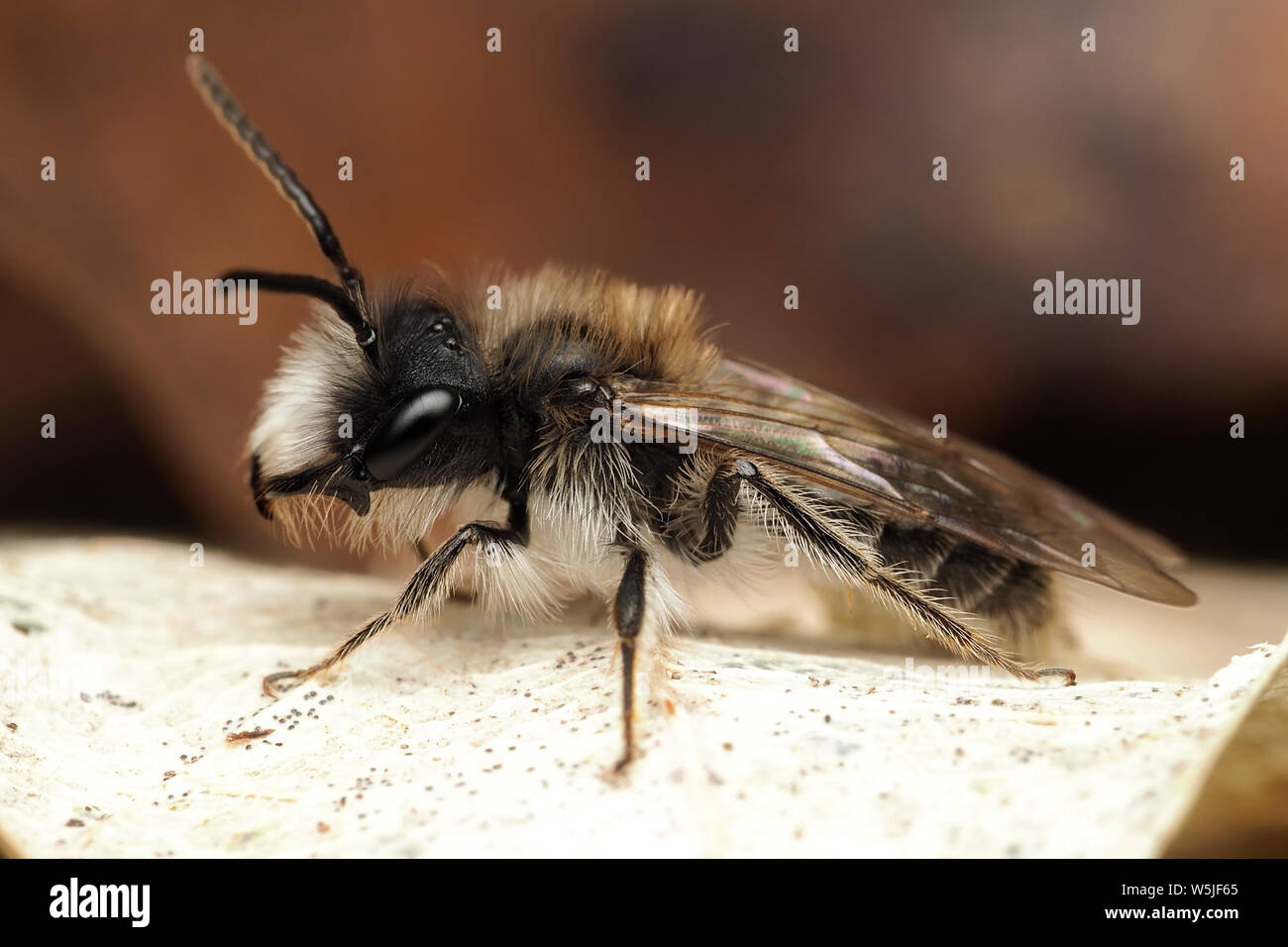 Male Sandpit Mining Bee (Andrena barbilabris) at rest on fallen leaf. Tipperary, Ireland Stock Photo