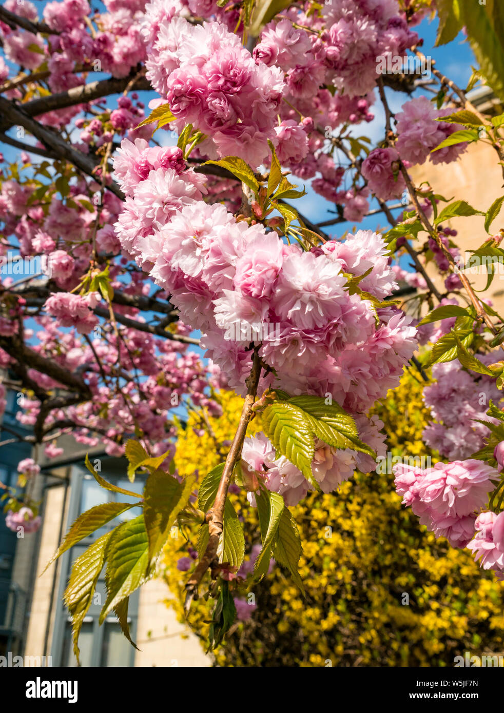 Pink Spring cherry blossom on tree on sunny day, Edinburgh, Scotland, UK Stock Photo